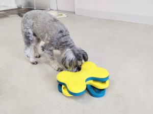 山梨県甲府市の犬の保育園もふ＆ふる　犬のしつけ　ドッグトレーニング