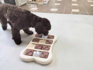 山梨県甲府市の犬の保育園もふ＆ふる　犬のしつけ　ドッグトレーニング