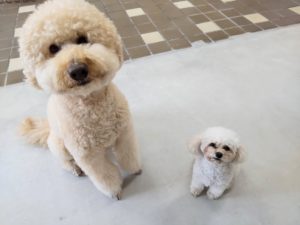 山梨県甲府市の犬の保育園もふ＆ふる　犬のしつけ　ドッグトレーニング