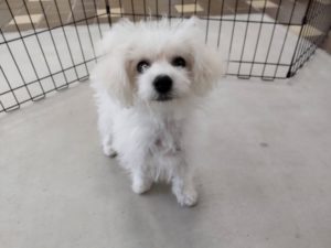 山梨県甲府市の犬の保育園もふ＆ふる　犬のしつけ　ドッグトレーニング