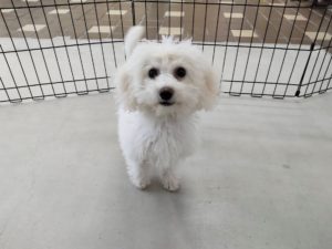 山梨県甲府市の犬の保育園もふ＆ふる　犬のしつけ　ドッグトレーニング