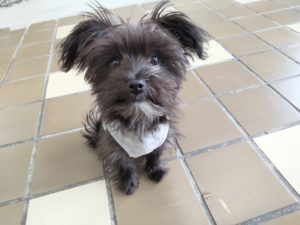 山梨県甲府市の犬の保育園もふ＆ふる　犬のしつけ　ドッグトレーニング