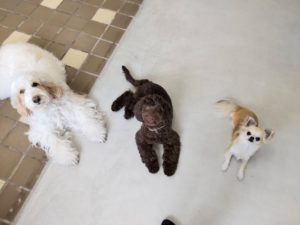 山梨県甲府市の犬の保育園もふ＆ふる　犬のしつけ　ドッグトレーニング