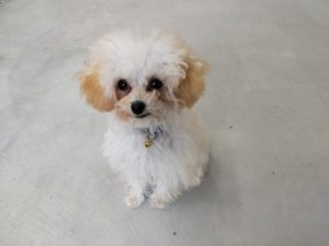 山梨県甲府市の犬の保育園もふ＆ふる　犬のしつけ　ドッグトレーニング