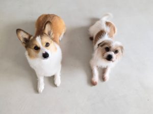 山梨県甲府市の犬の保育園もふ＆ふる　犬のしつけ　ドッグトレーニング