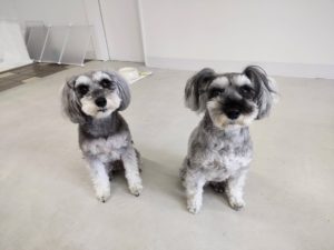 山梨県甲府市の犬の保育園もふ＆ふる　犬のしつけ　ドッグトレーニング