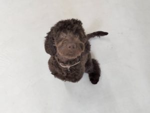 山梨県甲府市の犬の保育園もふ＆ふる　犬のしつけ　ドッグトレーニング