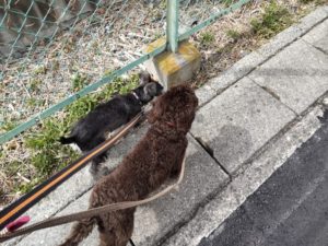 山梨県甲府市の犬の保育園もふ＆ふる　犬のしつけ　ドッグトレーニング