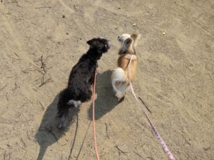 山梨県甲府市の犬の保育園もふ＆ふる　犬のしつけ　ドッグトレーニング