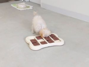 山梨県甲府市の犬の保育園もふ＆ふる　犬のしつけ　ドッグトレーニング