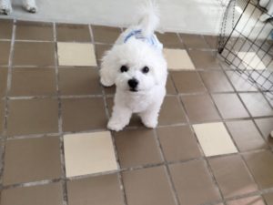 山梨県甲府市の犬の保育園もふ＆ふる　犬のしつけ　ドッグトレーニング