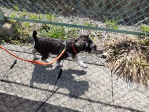 山梨県甲府市の犬の保育園もふ＆ふる　犬のしつけ　ドッグトレーニング