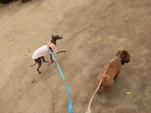 山梨県甲府市の犬の保育園もふ＆ふる　犬のしつけ　ドッグトレーニング