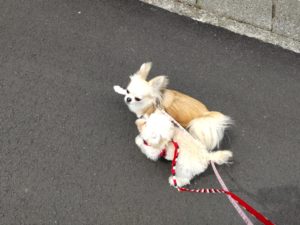 山梨県甲府市の犬の保育園もふ＆ふる　犬のしつけ　ドッグトレーニング