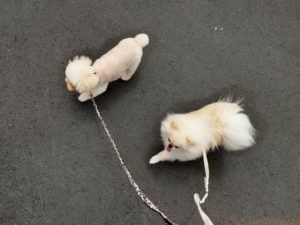 山梨県甲府市の犬の保育園もふ＆ふる　犬のしつけ　ドッグトレーニング