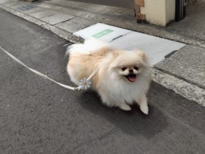 山梨県甲府市の犬の保育園もふ＆ふる　犬のしつけ　ドッグトレーニング