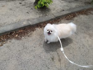 山梨県甲府市の犬の保育園もふ＆ふる　犬のしつけ　ドッグトレーニング