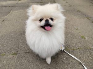 山梨県甲府市の犬の保育園もふ＆ふる　犬のしつけ　ドッグトレーニング