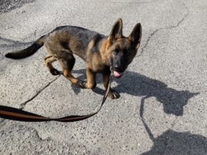 山梨県甲府市の犬の保育園もふ＆ふる　犬のしつけ　ドッグトレーニング