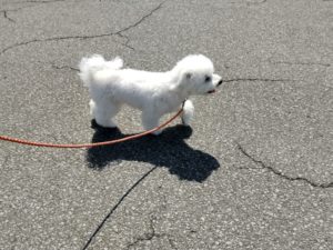 山梨県甲府市の犬の保育園もふ＆ふる　犬のしつけ　ドッグトレーニング