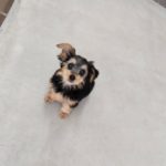 山梨県甲府市の犬の保育園もふ＆ふる　犬のしつけ　ドッグトレーニング