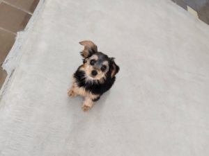 山梨県甲府市の犬の保育園もふ＆ふる　犬のしつけ　ドッグトレーニング