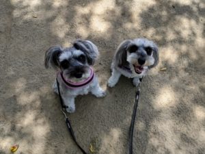 山梨県甲府市の犬の保育園もふ＆ふる　犬のしつけ　ドッグトレーニング