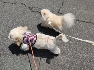 山梨県甲府市の犬の保育園もふ＆ふる　犬のしつけ　ドッグトレーニング