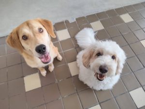 山梨県甲府市の犬の保育園もふ＆ふる　犬のしつけ　ドッグトレーニング