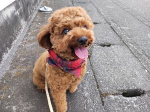 山梨県甲府市の犬の保育園もふ＆ふる　犬のしつけ　ドッグトレーニング