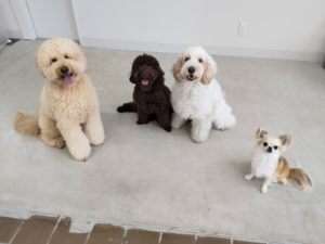 山梨県甲府市の犬の保育園もふ＆ふる　犬のしつけ　ドッグトレーニング