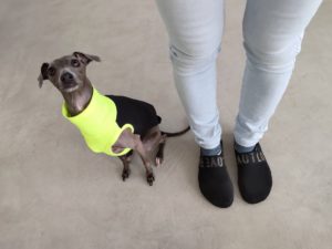 山梨県甲府市の犬の保育園もふ＆ふる　犬のしつけ　ドッグトレーニング