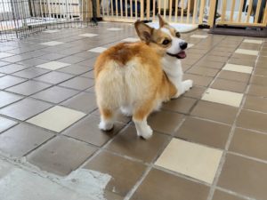 山梨県甲府市の犬の保育園もふ＆ふる　犬のしつけ　ドッグトレーニング