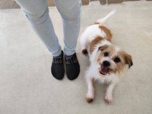 山梨県甲府市の犬の保育園もふ＆ふる　犬のしつけ　ドッグトレーニング
