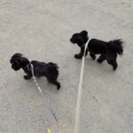 山梨県甲府市の犬の保育園もふ＆ふる　犬のしつけ　ドッグトレーニング