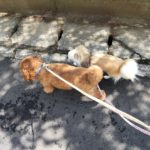 山梨県甲府市の犬の保育園もふ＆ふる　犬のしつけ　ドッグトレーニング