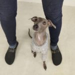 山梨県甲府市の犬の保育園もふ＆ふる　犬のしつけ　ドッグトレーニング