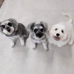 山梨県甲府市の犬の保育園もふ＆ふる　犬のしつけ　ドッグトレーニング