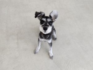 山梨県甲府市の犬の保育園もふ＆ふる　犬のしつけ　ドッグトレーニング