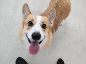 山梨県甲府市の犬の保育園もふ＆ふる　犬のしつけ　ドッグトレーニング