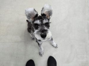 山梨県甲府市の犬の保育園もふ＆ふる　犬のしつけ　ドッグトレーニング