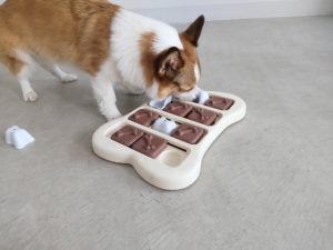 山梨県甲府市の犬の保育園もふ＆ふる　犬のしつけ　ドッグトレーニング