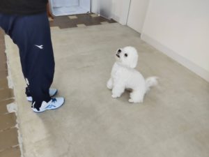 山梨県甲府市の犬の保育園もふ＆ふる　犬のしつけ　ドッグトレーニング