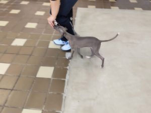山梨県甲府市の犬の保育園もふ＆ふる　犬のしつけ　ドッグトレーニング