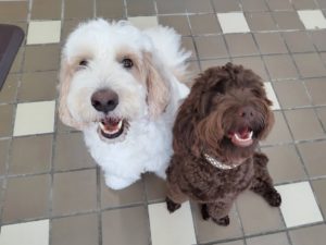 山梨県甲府市の犬の保育園もふ＆ふる　犬のしつけ　ドッグトレーニング