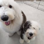 山梨県甲府市の犬の保育園もふ＆ふる　犬のしつけ　ドッグトレーニング