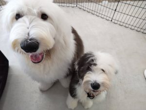 山梨県甲府市の犬の保育園もふ＆ふる　犬のしつけ　ドッグトレーニング