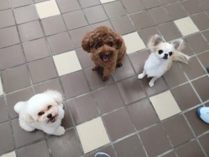 山梨県甲府市の犬の保育園もふ＆ふる　犬のしつけ　ドッグトレーニング