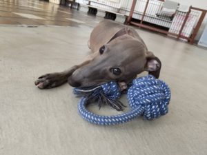 山梨県甲府市の犬の保育園もふ＆ふる　犬のしつけ　ドッグトレーニング