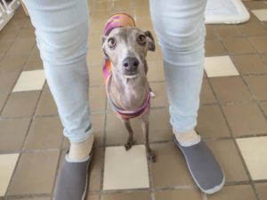 山梨県甲府市の犬の保育園もふ＆ふる　犬のしつけ　ドッグトレーニング